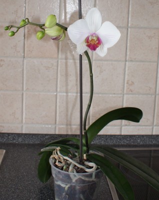ebay blüte.JPG
