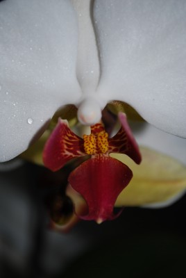 phalenopsis_tau_kl.jpg
