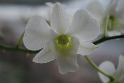 dendrobium_kl.jpg