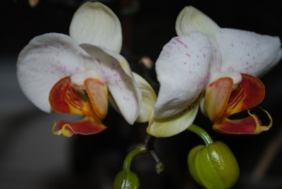 phalenopsis_kl.jpg