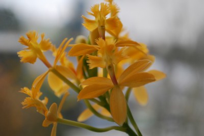 orchidee_kl.jpg