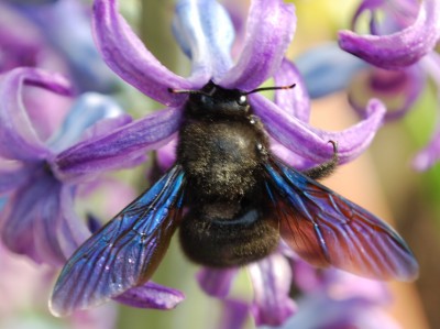 Hummel_sw_1.jpg