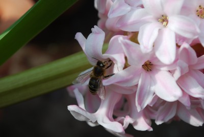 bienchen_1_kl.jpg