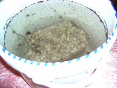 Aussaatwettbewerb 2009 010.jpg