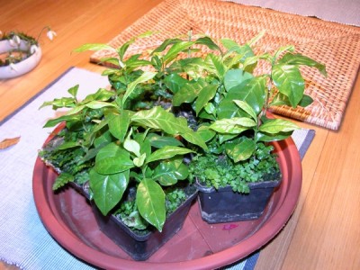 DSCN3217k.JPG