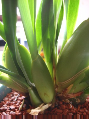 Orchidee welche1.jpg