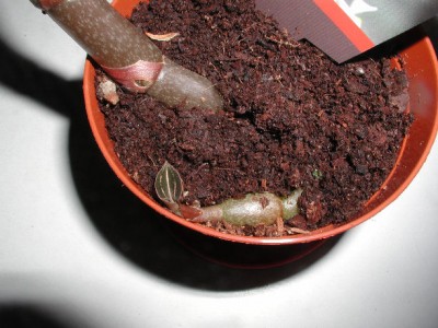Erdorchi Ludisia red velvet.jpg