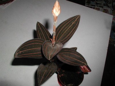 Erdorchi Ludisia red velvet1.jpg