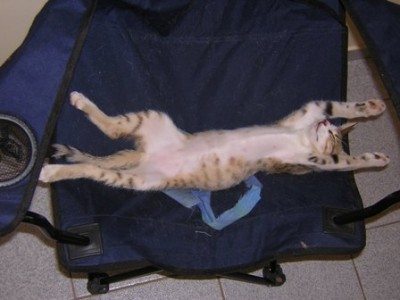 Benji, 2.5 Monate alt.jpg
