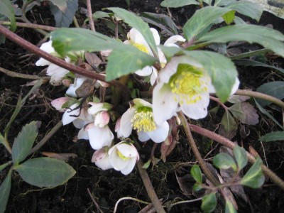 Helleborus.jpg