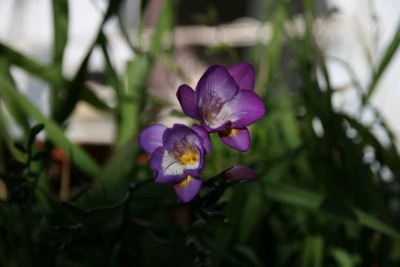 K1024_IMG_2718.JPG