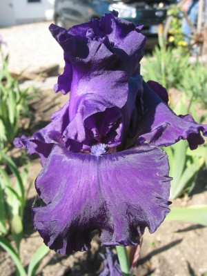 Garten, Iris 079.jpg