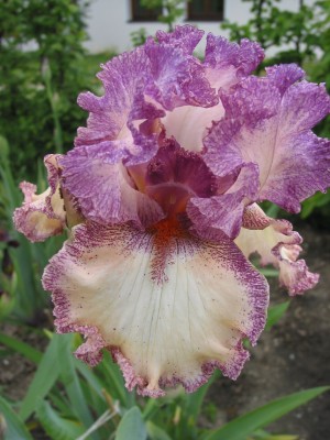 Garten, Iris 019.jpg