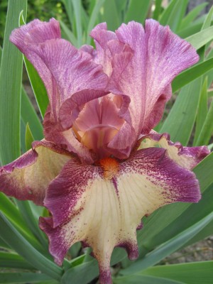 Garten, Iris 002.jpg
