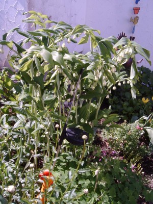 Staude_Nachbarin01.jpg