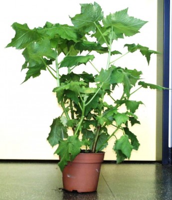 090305-Sparmannia.JPG