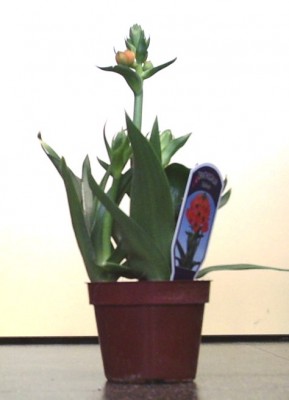 090305-ornithogalum.JPG