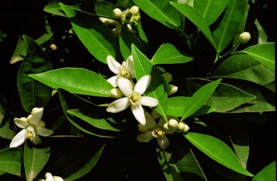 Blume 5 (Medium).jpg