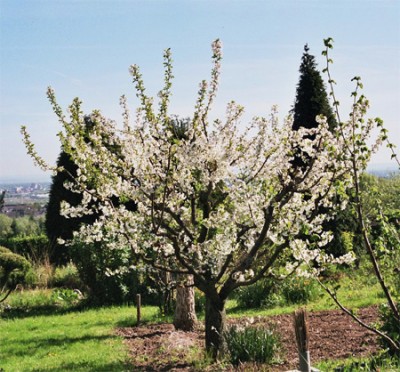 Sauerkirsche Morellenfeuer 3.jpg