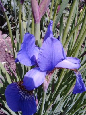 Iris_sibirca_0377.jpg