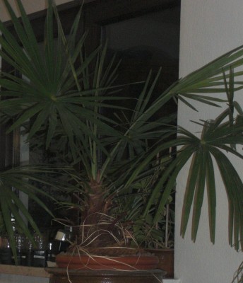 Hanfpalme2.jpg