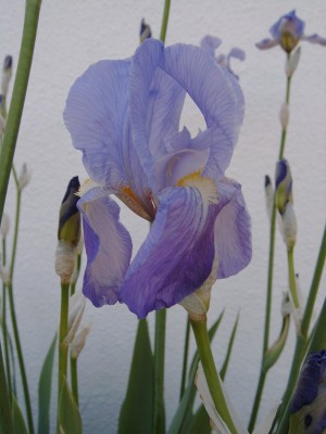 Iris_Toskana_0367.jpg