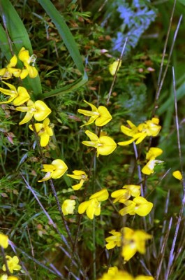 Blumen, Algarve (Medium).jpg