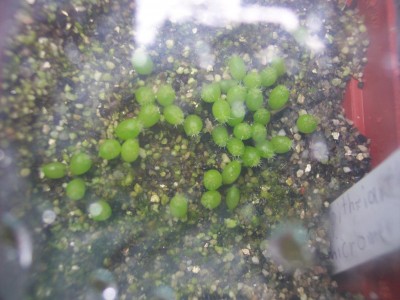 Epithelantha micromeris.jpg