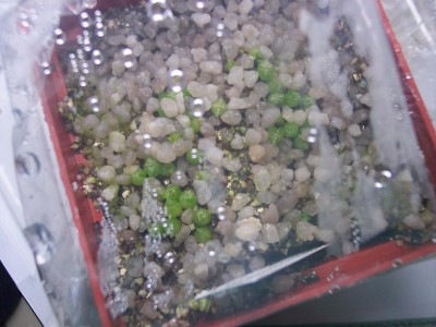 Cleistocactus baumannii.jpg