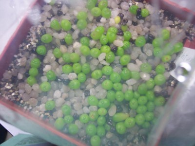 Astrophytum asterias cv. superkabuto.jpg