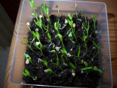 04.03.2009 LK von oben.jpg