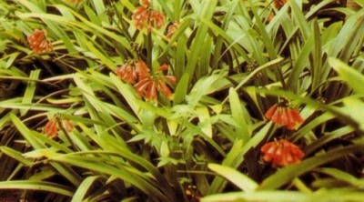 C. X cyrtathiflora_Teneriffa.JPG