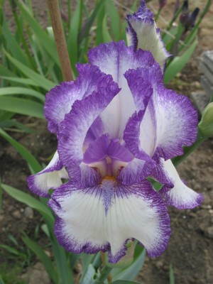 Nr.48 Name Stardust Memorise.jpg