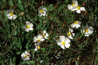 Blume 6 (Medium).jpg