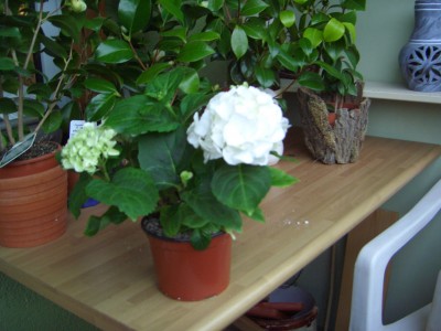 Hortensie weiß 014.jpg