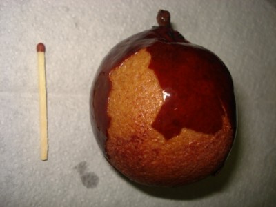 Makalani-Nuss.jpg