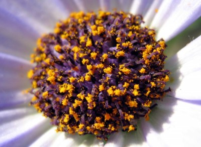 web_Aschenblume_Pericallis_Senetti.jpg