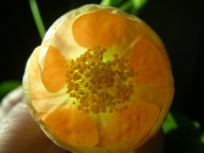 kamelie 004.JPG