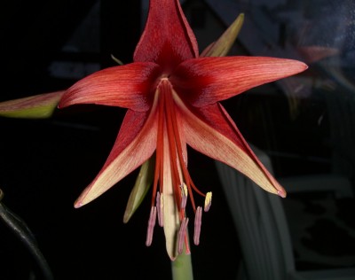 Amaryllis - leopoldi Ruby Maier .JPG