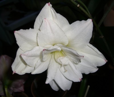 Amaryllis - gefüllte Aphridithe  (2).JPG