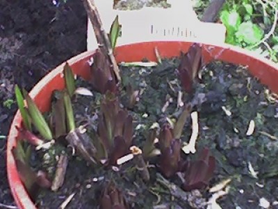 20-04-08_Lilien.jpg
