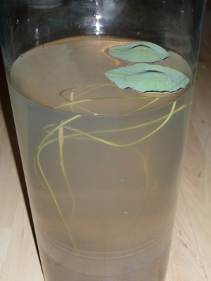 2009_märz 228.JPG