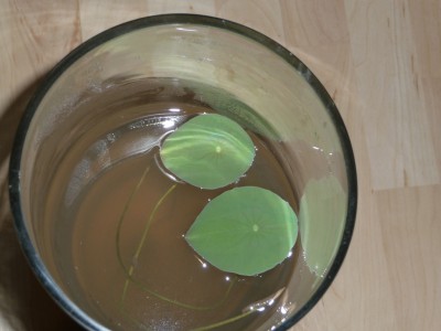 2009_märz 226.JPG