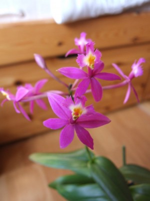 DSCF2690.JPG