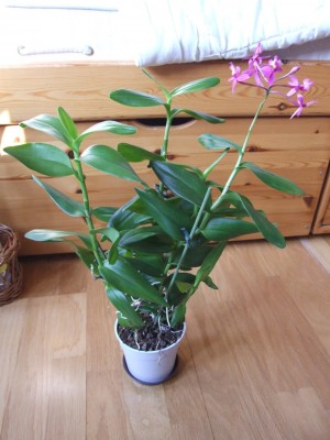 DSCF2688.JPG