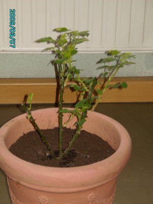 PICT0521.JPG