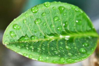 Plimu mit Wasser.jpg