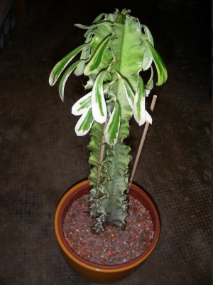 dscn8999_1.jpg