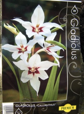Sterngladiole_Gladiolus callianthus.jpg
