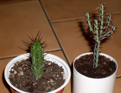 Euphorbia pentagona &amp;  Euphorbia aeruginosa.jpg